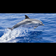 Tierpostkarte Delfin